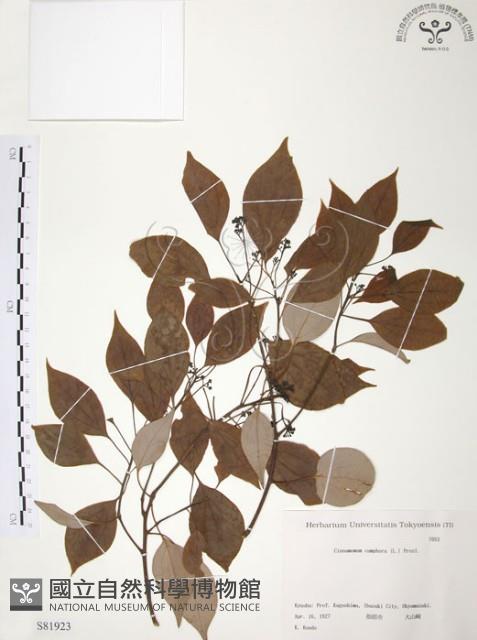 樟樹藏品圖，第1張