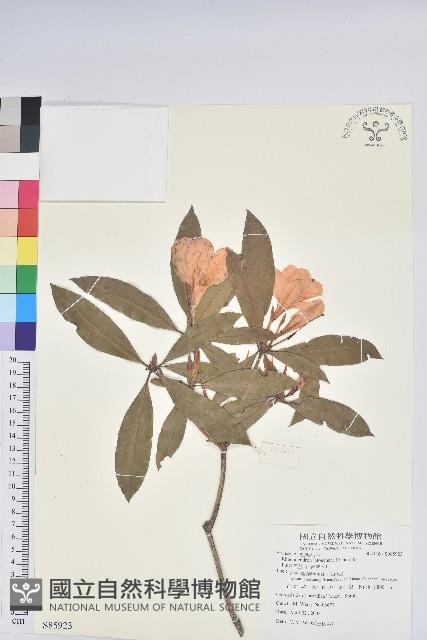 鹿角杜鵑、西施花、青紫木藏品圖，第1張