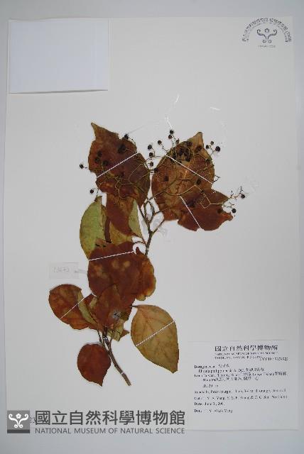 蘭嶼厚殼樹藏品圖，第1張