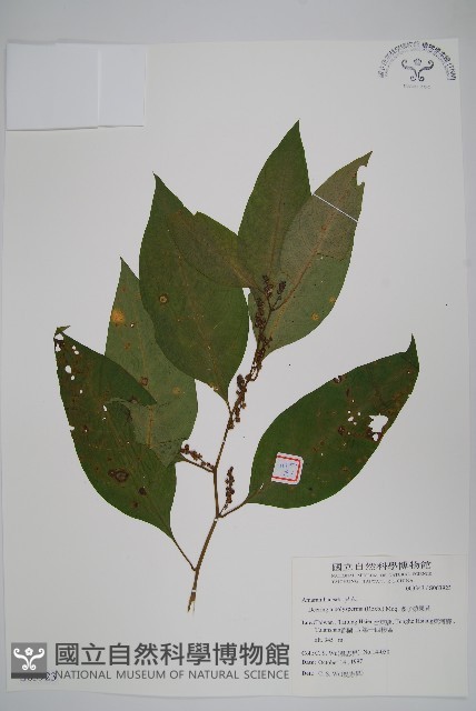 多子漿果莧藏品圖，第1張