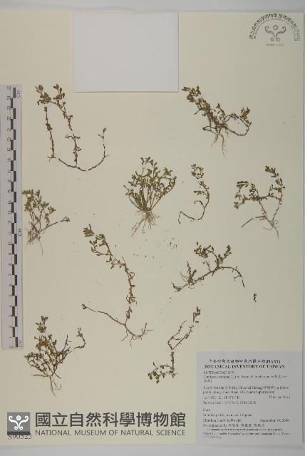 石胡荽、吐金草藏品圖，第1張