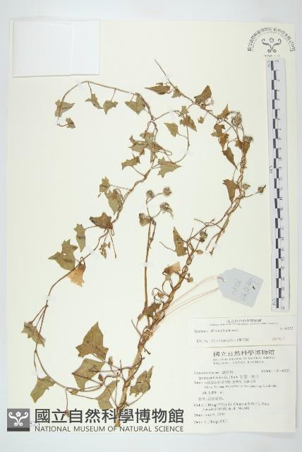 登錄號:S140523藏品圖，第1張