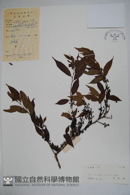 密毛假黃楊藏品圖，第1張