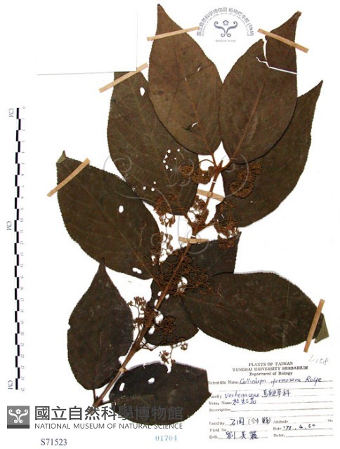 杜虹花，台灣紫珠藏品圖，第1張