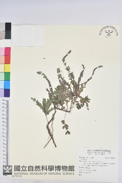 登錄號:S129523藏品圖，第1張