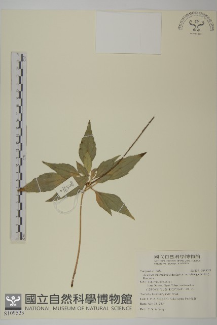 登錄號:S109523藏品圖，第1張