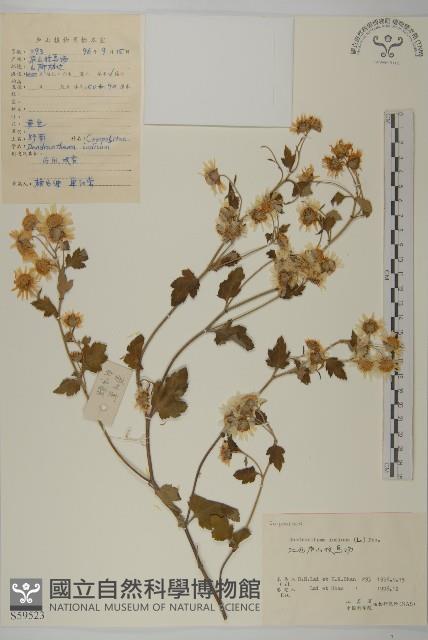 油菊、野菊藏品圖，第1張