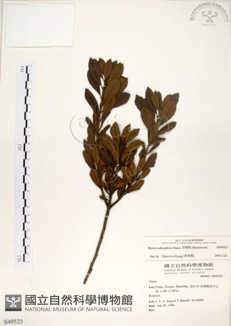 青楊梅藏品圖，第1張