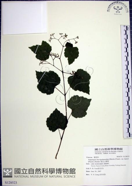 漢氏山葡萄藏品圖，第1張