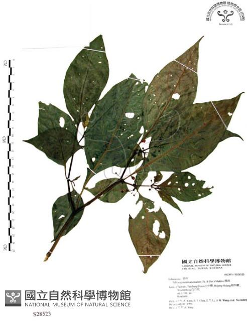 龍珠藏品圖，第1張