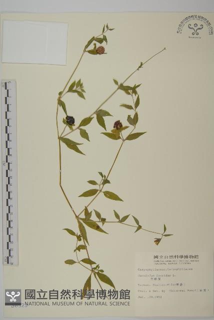 狗筋蔓藏品圖，第1張