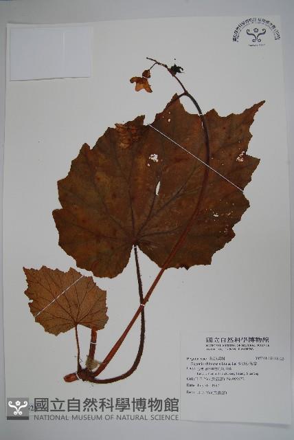 溪頭秋海棠藏品圖，第1張