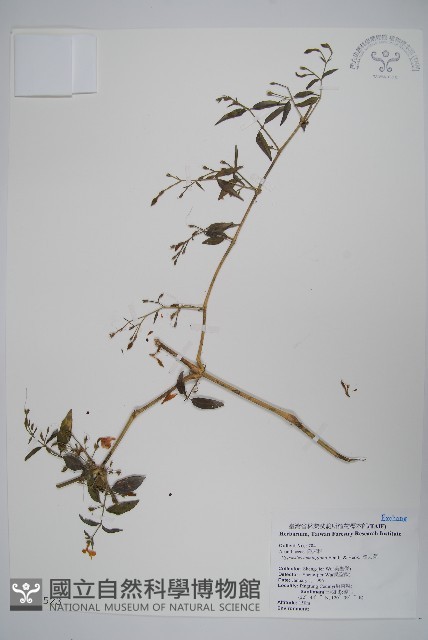 槍刀菜藏品圖，第1張