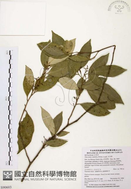 石苓舅藏品圖，第1張