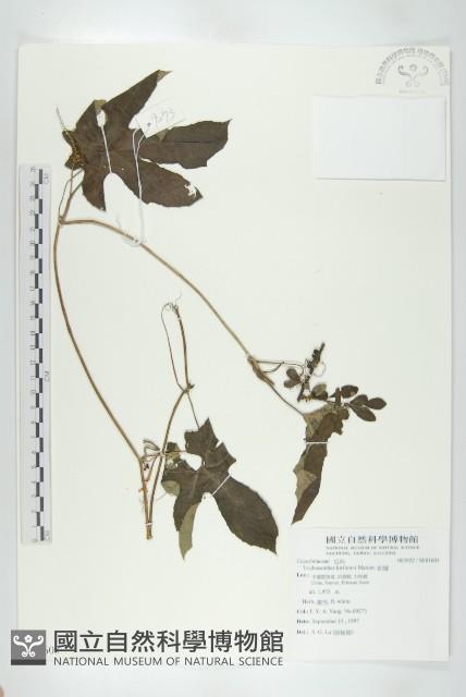 括樓藏品圖，第1張