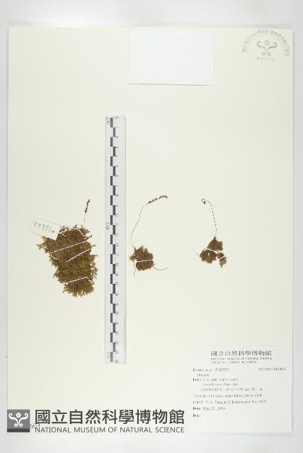 登錄號:S109603藏品圖，第1張