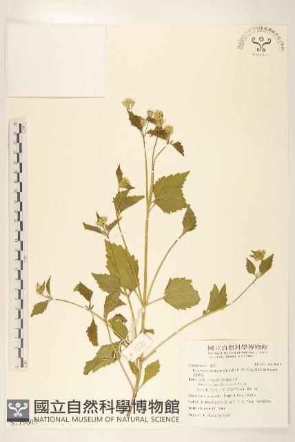 貓腥草藏品圖，第1張