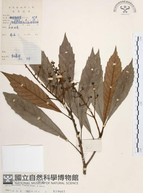 筆羅子藏品圖，第1張