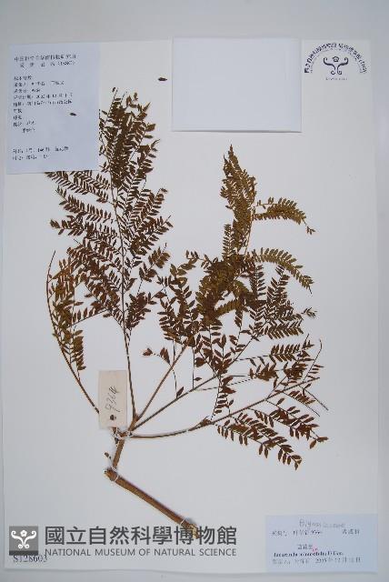 非洲紫葳、藍花楹藏品圖，第1張