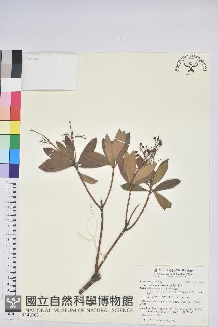 臺灣馬醉木藏品圖，第1張