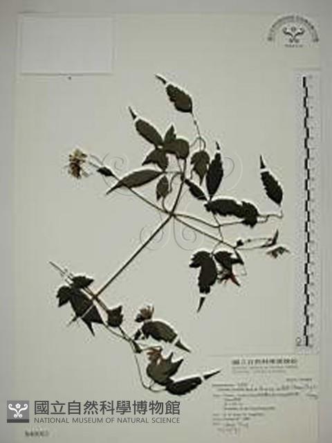 巴氏鐵線蓮藏品圖，第1張