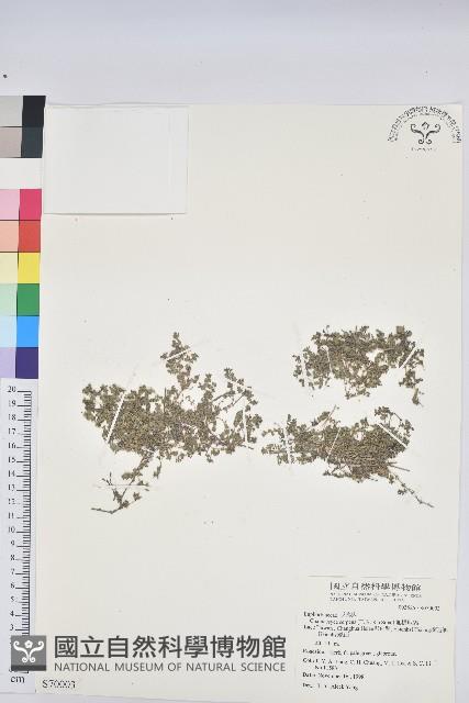 匐根大戟藏品圖，第1張