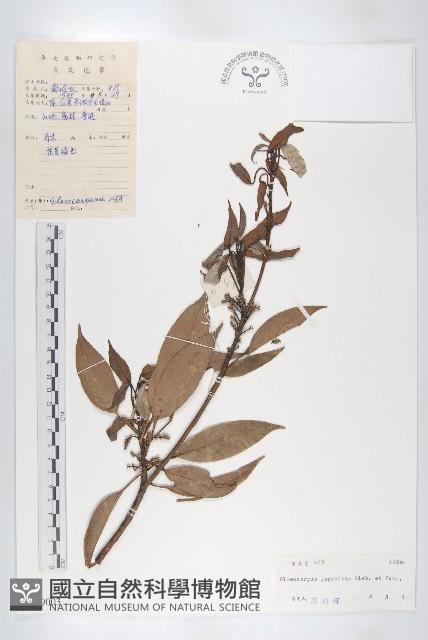 薯豆藏品圖，第1張