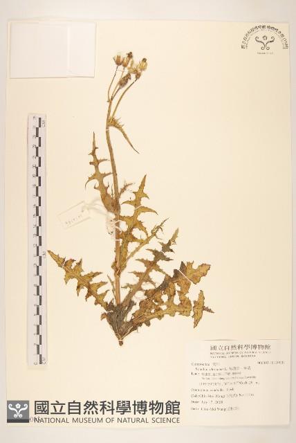 苦滇菜、苦菜藏品圖，第1張