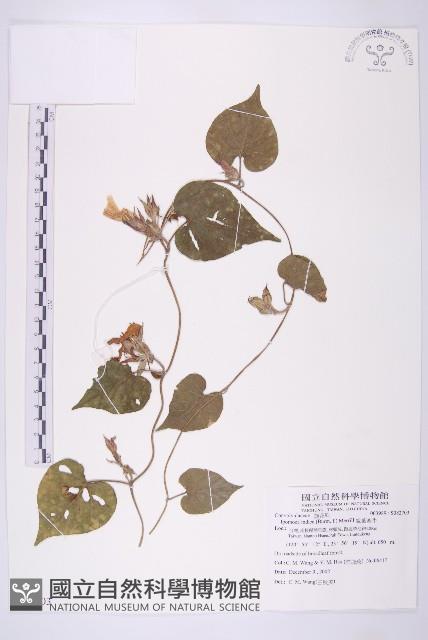 銳葉牽牛藏品圖，第1張