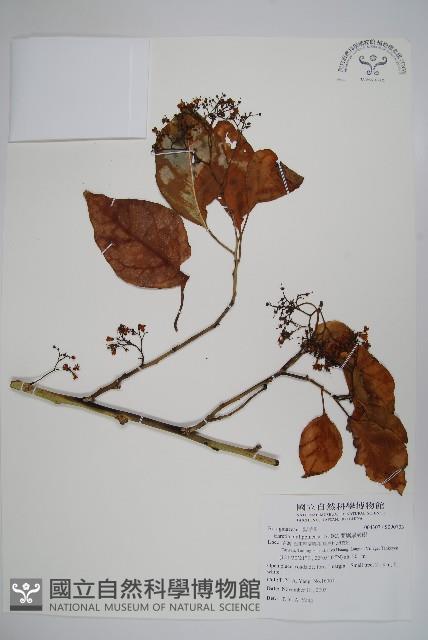 蘭嶼厚殼樹藏品圖，第1張