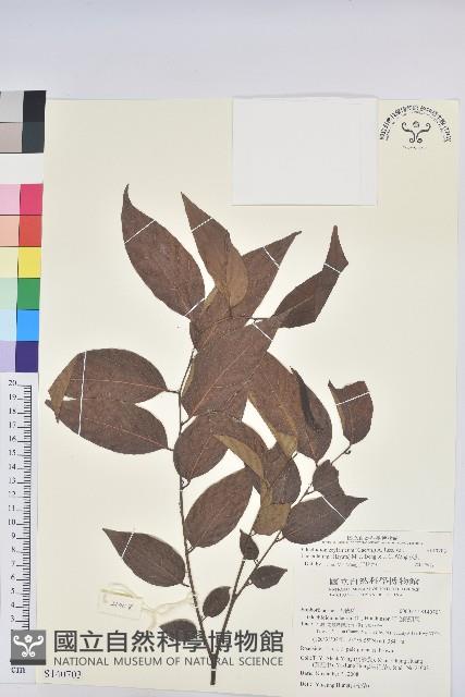 披針葉饅頭果藏品圖，第1張