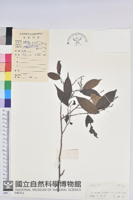 日本五月茶、南投五月茶藏品圖，第1張