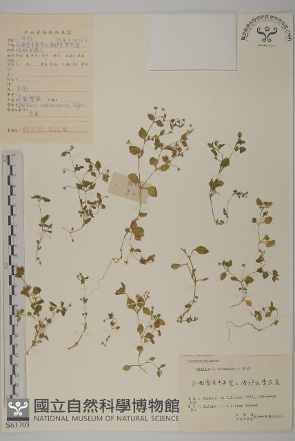 安徽繁縷藏品圖，第1張