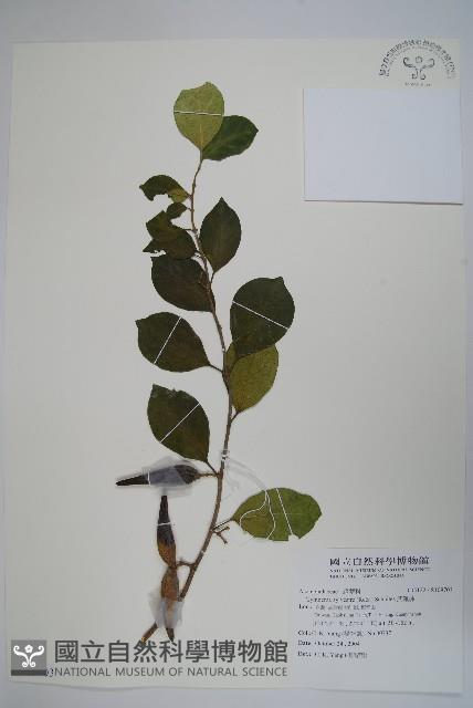 Taiwan Cow-plant Collection Image, Figure 1, Total 2 Figures