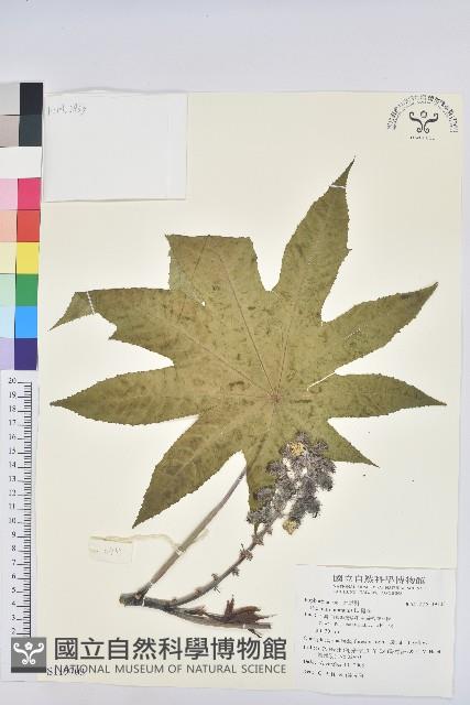 蓖麻藏品圖，第1張