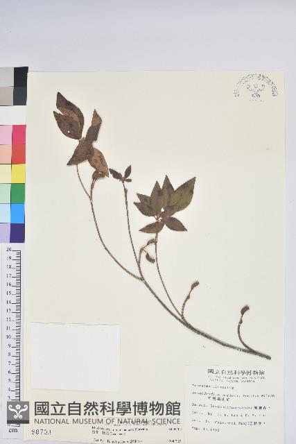 棲蘭山杜鵑藏品圖，第1張