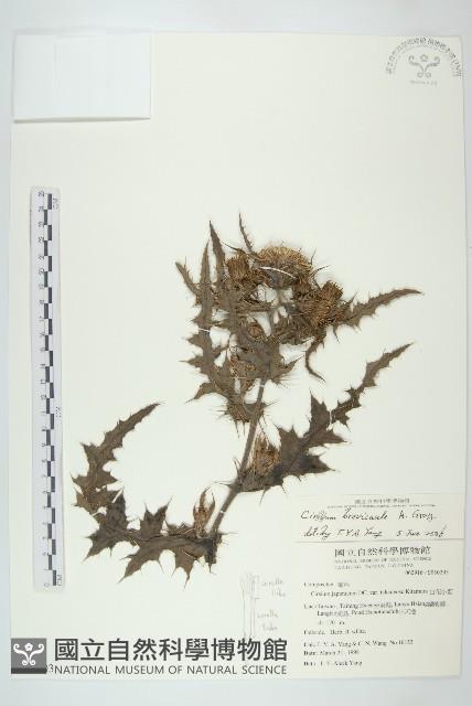 雞觴刺、島薊藏品圖，第1張