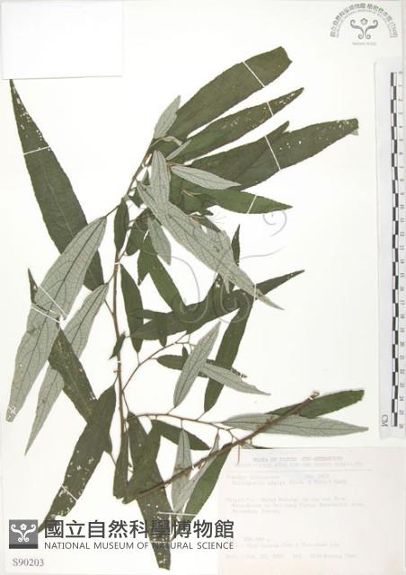 水麻藏品圖，第1張