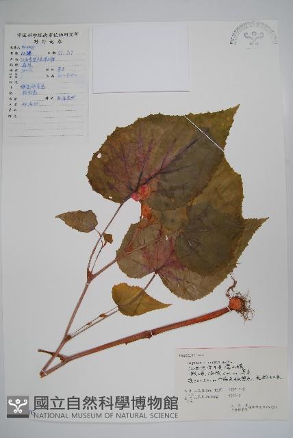 中華秋海棠藏品圖，第1張