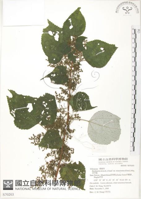 青苧麻藏品圖，第1張