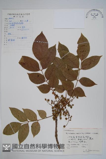 漆樹藏品圖，第1張