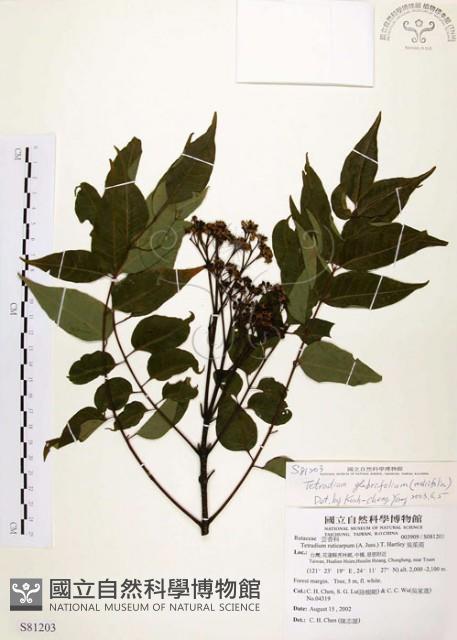 賊仔樹藏品圖，第1張