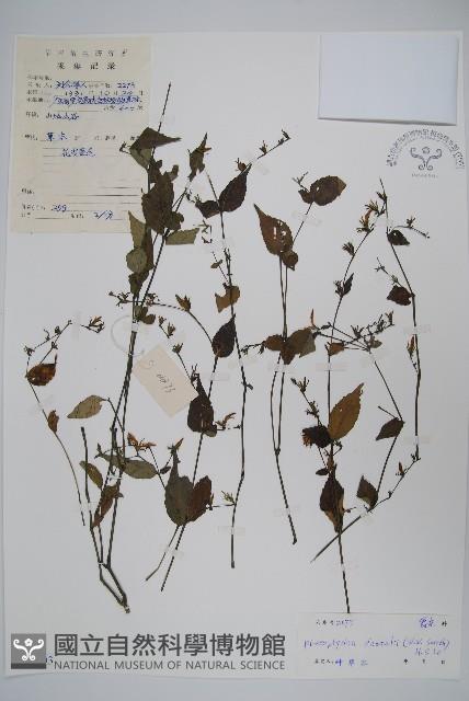 曲枝假藍藏品圖，第1張