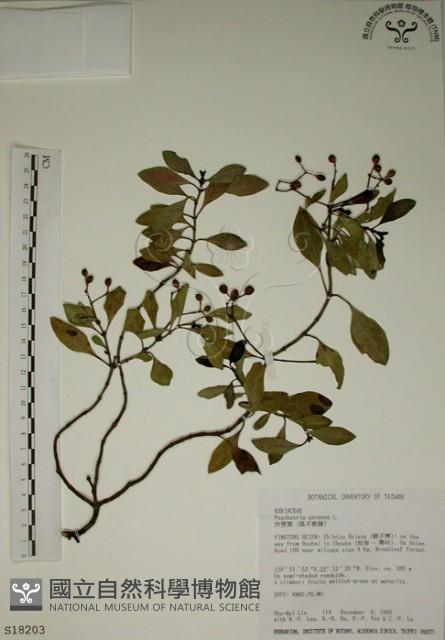 拎壁龍藏品圖，第1張