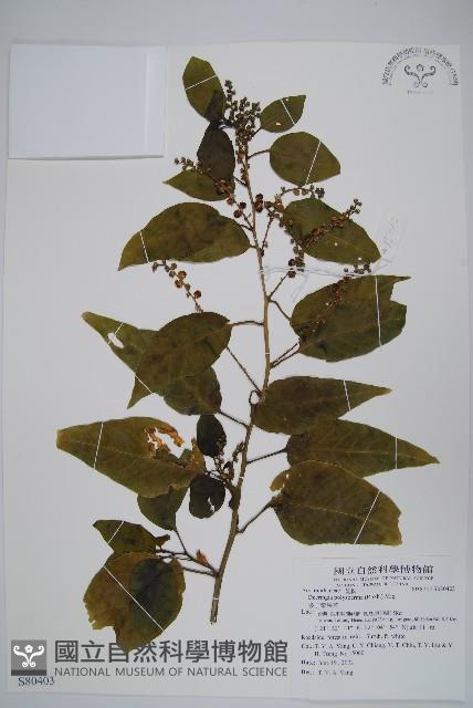 多子漿果莧藏品圖，第1張