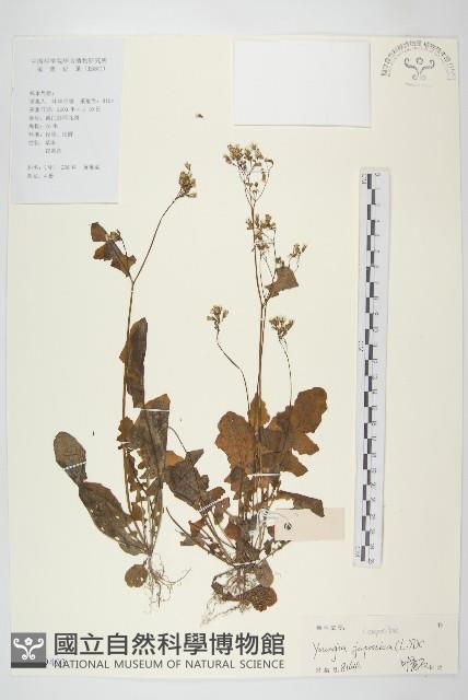 黃鵪菜藏品圖，第1張