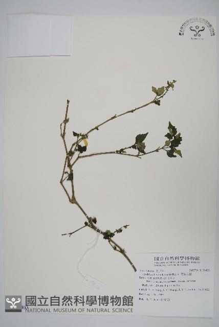 曲莖馬藍藏品圖，第1張