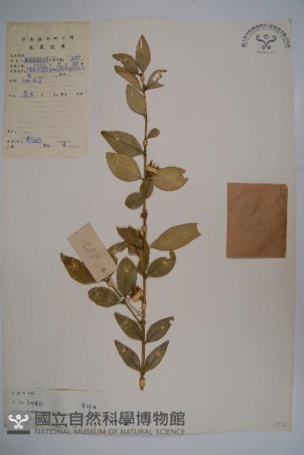 大葉黃楊藏品圖，第1張