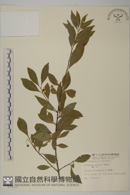 厚葉衛矛, 源一木藏品圖，第1張