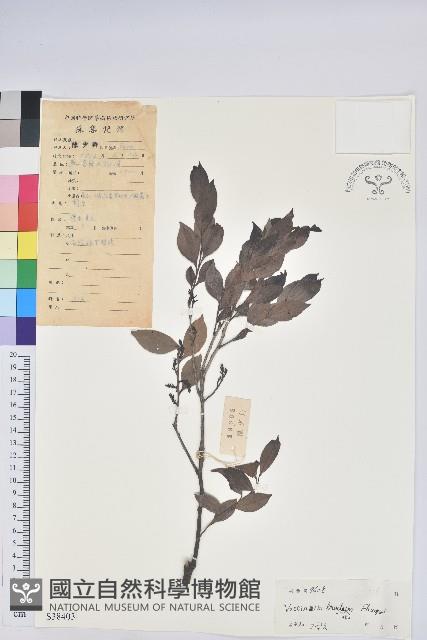 米飯花藏品圖，第1張